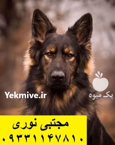 ژرمن شپرد نگهبانی با عشق در گروه سگ و گربه در یکمیوه -عکس1