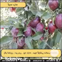 فروش نهال گوجه سبز مراغه در تهران در گروه خرید و فروش نهال در یکمیوه