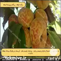 قیمت خرید نهال هلو انجیری پلنگی در تهران در گروه خرید و فروش نهال در یکمیوه