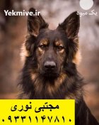 ژرمن شپرد نگهبانی با عشق در گروه سگ و گربه در یکمیوه
