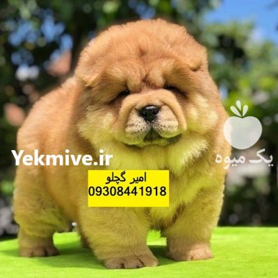 بزرگترین مرکز فروش سگ چاو چاو در امیریه در گروه سگ و گربه در یکمیوه -عکس1