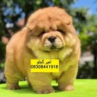 بزرگترین مرکز فروش سگ چاو چاو در امیریه در گروه سگ و گربه در یکمیوه