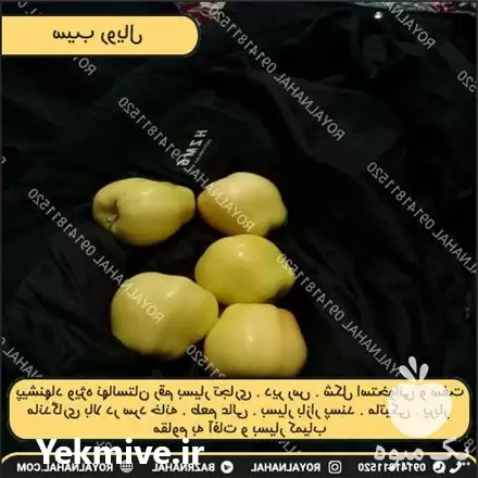 پیش فروش نهال سیب رویال در تهران در گروه خرید و فروش نهال میوه در یکمیوه -عکس1