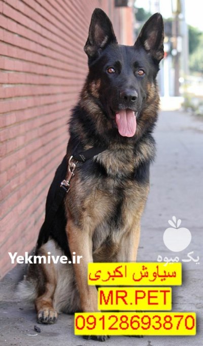 فروش سگ ژرمن شپرد اصیل روزه در تهران در گروه سگ و گربه در یکمیوه -عکس2