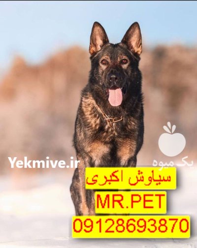 فروش سگ ژرمن شپرد اصیل روزه در تهران در گروه سگ و گربه در یکمیوه -عکس1