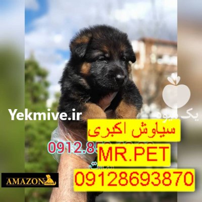 فروش سگ ژرمن شپرد اصیل روزه در تهران در گروه سگ و گربه در یکمیوه -عکس3