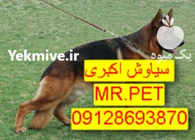 فروش سگ ژرمن شپرد اصیل روزه در تهران در گروه سگ و گربه در یکمیوه -عکس4