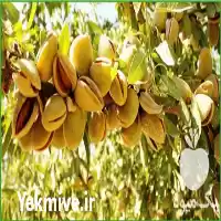 قیمت خرید نهال بادام فرانیس در تهران در گروه خرید و فروش نهال بادام در یکمیوه