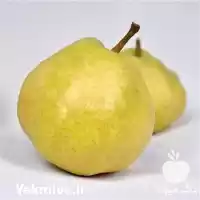 قیمت خرید نهال گلابی دوه چی در ارومیه در گروه خرید و فروش نهال گلابی در یکمیوه