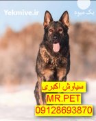 فروش سگ ژرمن شپرد اصیل روزه در تهران در گروه سگ و گربه در یکمیوه