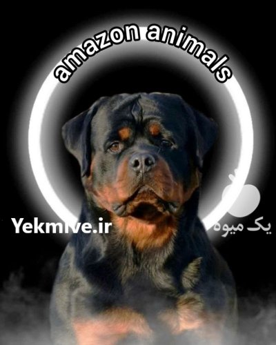 فروش سگ روتوایلر وارداتی در تهران در گروه سگ و گربه در یکمیوه -عکس1