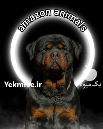 مرکز پرورش سگ روتوایلر وارداتی در گروه سگ و گربه در یکمیوه -عکس1