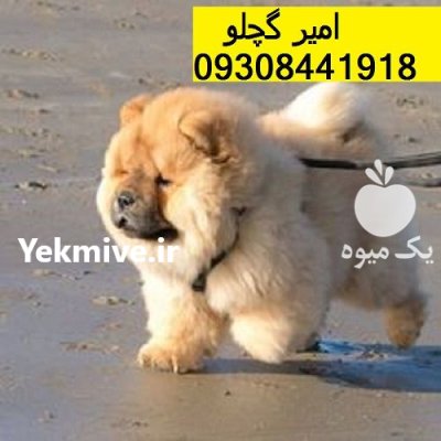 چاو چاو اصیل به عنوان یک در محمدشهر در گروه سگ و گربه در یکمیوه -عکس1