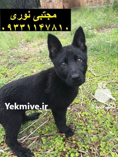 ژرمن بلک نژادی با قدرت در کرج در گروه سگ و گربه در یکمیوه -عکس1