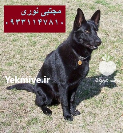 توله بالغ ژرمن شپرد پشتیبان شما در گروه سگ و گربه در یکمیوه -عکس1