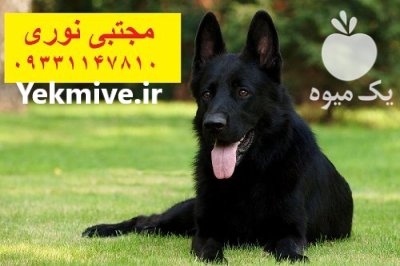 ژرمن بلک دوست فادار مطمئن در کرج در گروه سگ و گربه در یکمیوه -عکس1