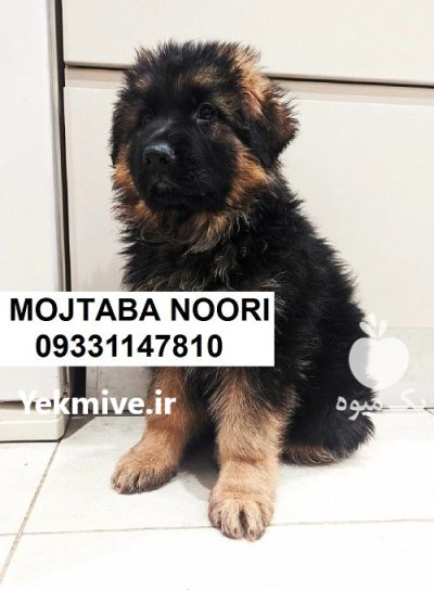 ژرمن بلک سگ جذاب نگهبان باهوش در تهران در گروه سگ و گربه در یکمیوه -عکس1