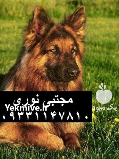قیمت سگ ژرمن شپرد المانی سگ در گروه سگ و گربه در یکمیوه -عکس1