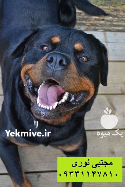 فروش سگ روتوایلر اصیل با کیفیت در کرج در گروه سگ و گربه در یکمیوه -عکس1