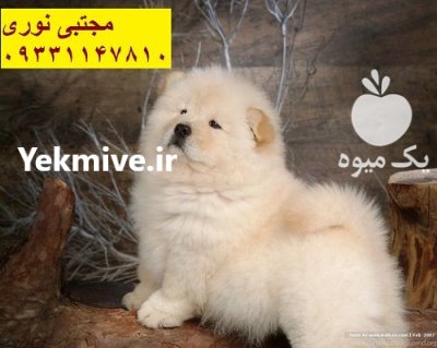 فروش سگ خانگی زیبا نژاد چاوچاو در تهران در گروه سگ و گربه در یکمیوه -عکس1