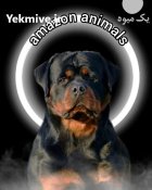 فروش سگ روتوایلر وارداتی در تهران در گروه سگ و گربه در یکمیوه