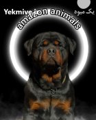 مرکز پرورش سگ روتوایلر وارداتی در گروه سگ و گربه در یکمیوه