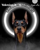 فروش سگ دوبرمن وارداتی در کرج در گروه سگ و گربه در یکمیوه