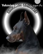 فروش سگ دوبرمن اروپایی در کرج در گروه سگ و گربه در یکمیوه