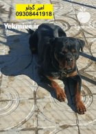 روتوایلر قدرت وفاداری با ضمانت نامه در قزوین در گروه سگ و گربه در یکمیوه