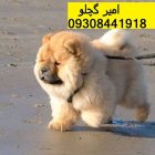 چاو چاو اصیل به عنوان یک در محمدشهر در گروه سگ و گربه در یکمیوه