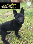 ژرمن بلک نژادی با قدرت در کرج در گروه سگ و گربه در یکمیوه