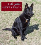 توله بالغ ژرمن شپرد پشتیبان شما در گروه سگ و گربه در یکمیوه