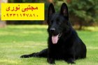 ژرمن بلک دوست فادار مطمئن در کرج در گروه سگ و گربه در یکمیوه