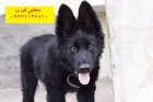 ژرمن بلک دوست وفادار مطمئن در تهران در گروه سگ و گربه در یکمیوه