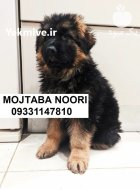 ژرمن بلک سگ جذاب نگهبان باهوش در تهران در گروه سگ و گربه در یکمیوه