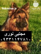قیمت سگ ژرمن شپرد المانی سگ در گروه سگ و گربه در یکمیوه