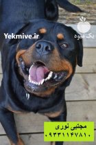 فروش سگ روتوایلر اصیل با کیفیت در کرج در گروه سگ و گربه در یکمیوه