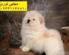 فروش سگ خانگی زیبا نژاد چاوچاو در تهران در گروه سگ و گربه در یکمیوه