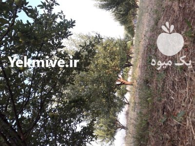 فروش سیب زرد و قرمز در گروه خرید و فروش سیب در یکمیوه -عکس1