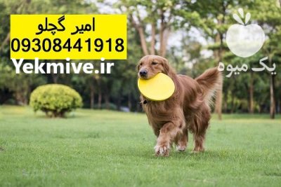 گلدن رتریور بهترین دوست خانوادگی در قم در گروه سگ و گربه در یکمیوه -عکس1