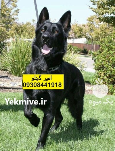 فروش سگ های نژاد برتر در اهواز در گروه سگ و گربه در یکمیوه -عکس1