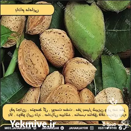 فروش نهال بادام مامایی در تهران در گروه خرید و فروش نهال بادام در یکمیوه -عکس1