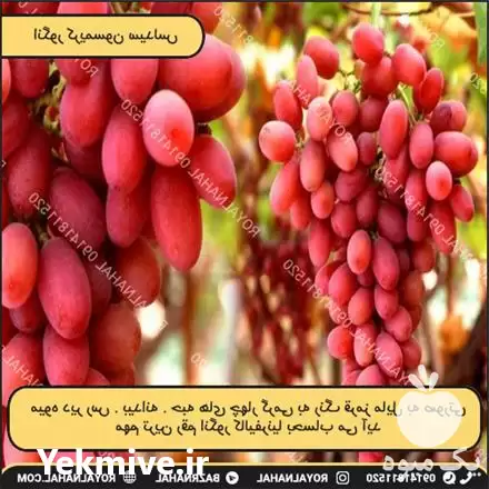 فروش نهال انگور کریسمون در تهران در گروه خرید و فروش نهال انگور در یکمیوه -عکس1