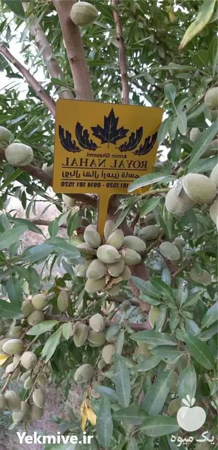 فروش خرید نهال بادام اسکندر در تهران در گروه خرید و فروش نهال بادام در یکمیوه -عکس1
