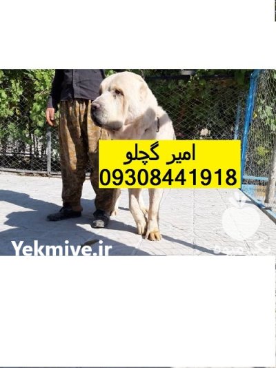 سگ های الابای روسی با ضمانت در امیریه در گروه سگ و گربه در یکمیوه -عکس1