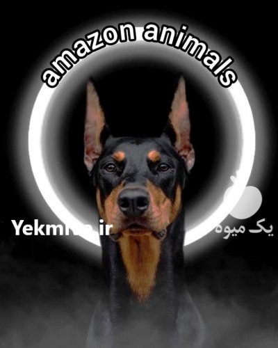 مرکز پرورش سگ دوبرمن توله بالغ در گروه سگ و گربه در یکمیوه -عکس1