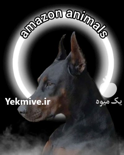 مرکز پرورش سگ دوبرمن توله بالغ در گروه سگ و گربه در یکمیوه -عکس2