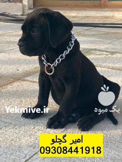 کن کورسو انتخابی ویژه برای نگهبانی در بوئین زهرا در گروه سگ و گربه در یکمیوه -عکس1