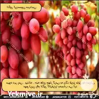 فروش نهال انگور کریسمون در تهران در گروه خرید و فروش نهال انگور در یکمیوه