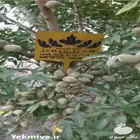 فروش خرید نهال بادام اسکندر در تهران در گروه خرید و فروش نهال بادام در یکمیوه